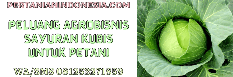 peluang,agribisnis,agrobisnis,sayuran,kubis